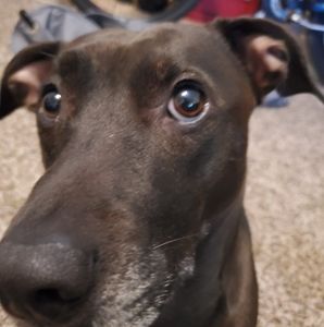 Meet your Posher, Dave